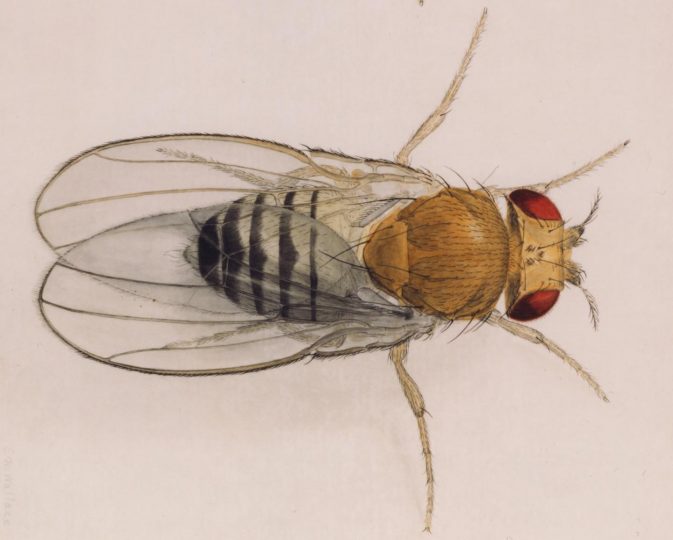 This is a fruit fly. Image credit: Carnegie Institution for Science