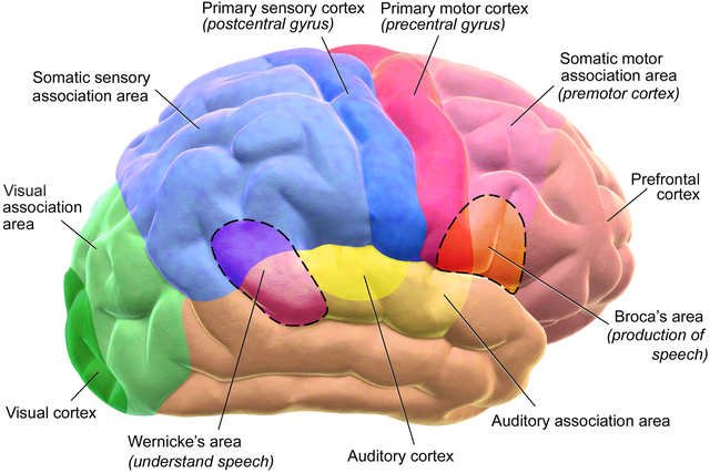 Motor and Sensory Regions of the Cerebral Cortex. Image credit: Blausen.com staff (2014). 