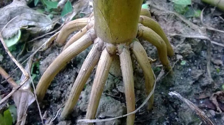 Prop roots of Maize plant. Image credit: Krish Dulal via Wikimedia, CC-BY-SA-3.0