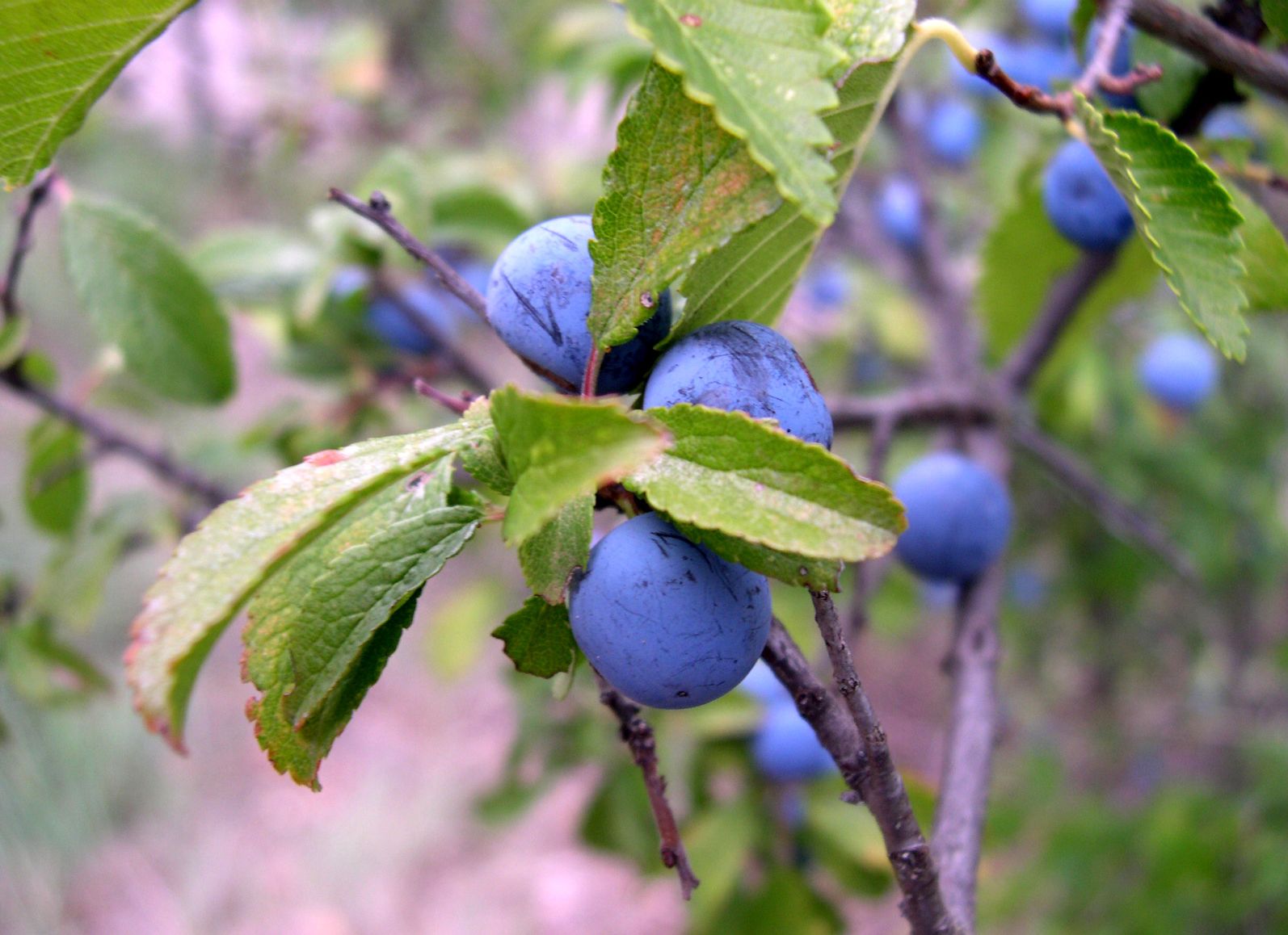 Blue fruits - plums. 